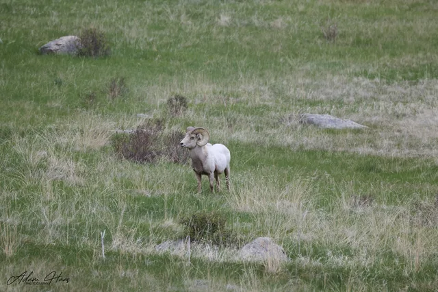 wildlife_003