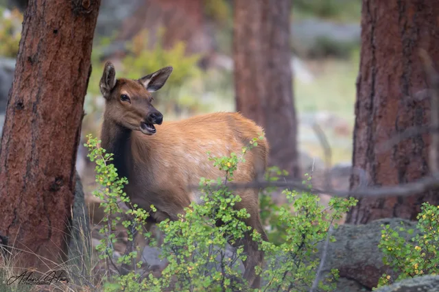 wildlife_006