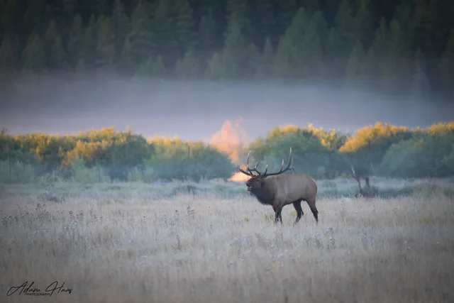 wildlife_007