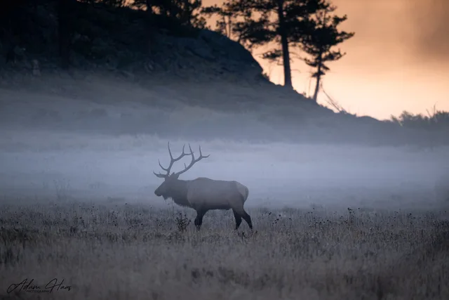 wildlife_009