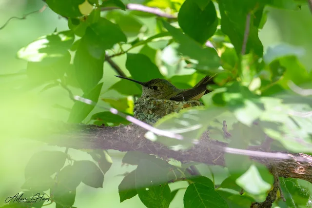 wildlife_010