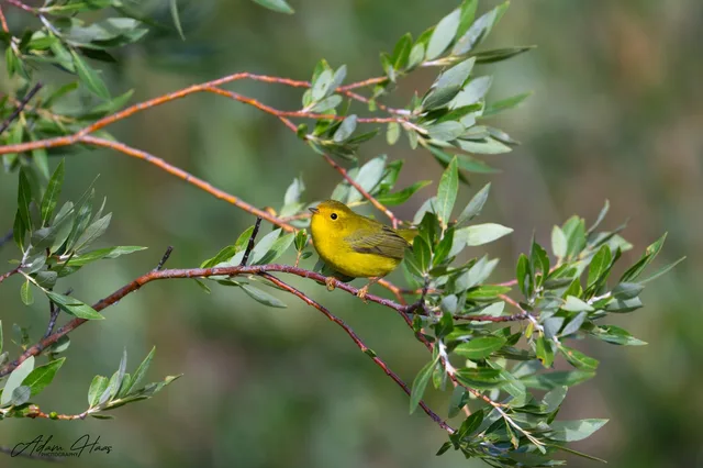 wildlife_012