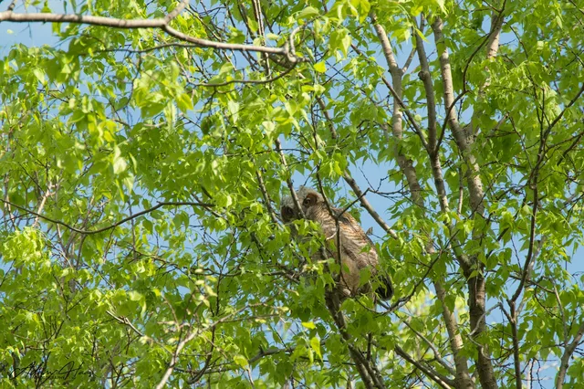 wildlife_013