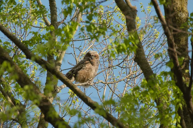 wildlife_014