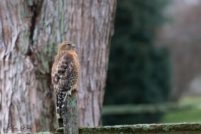 wildlife_018