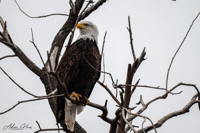 wildlife_021