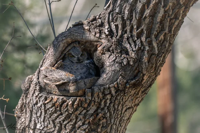 wildlife_023