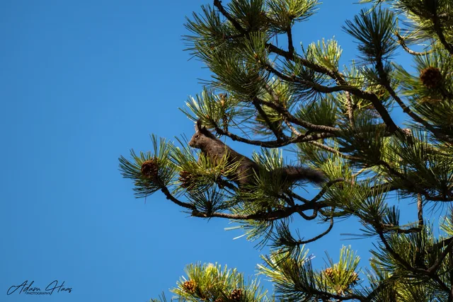 wildlife_024