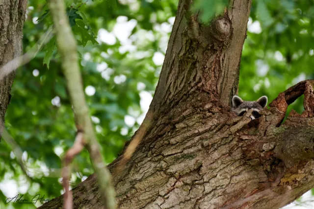 wildlife_026